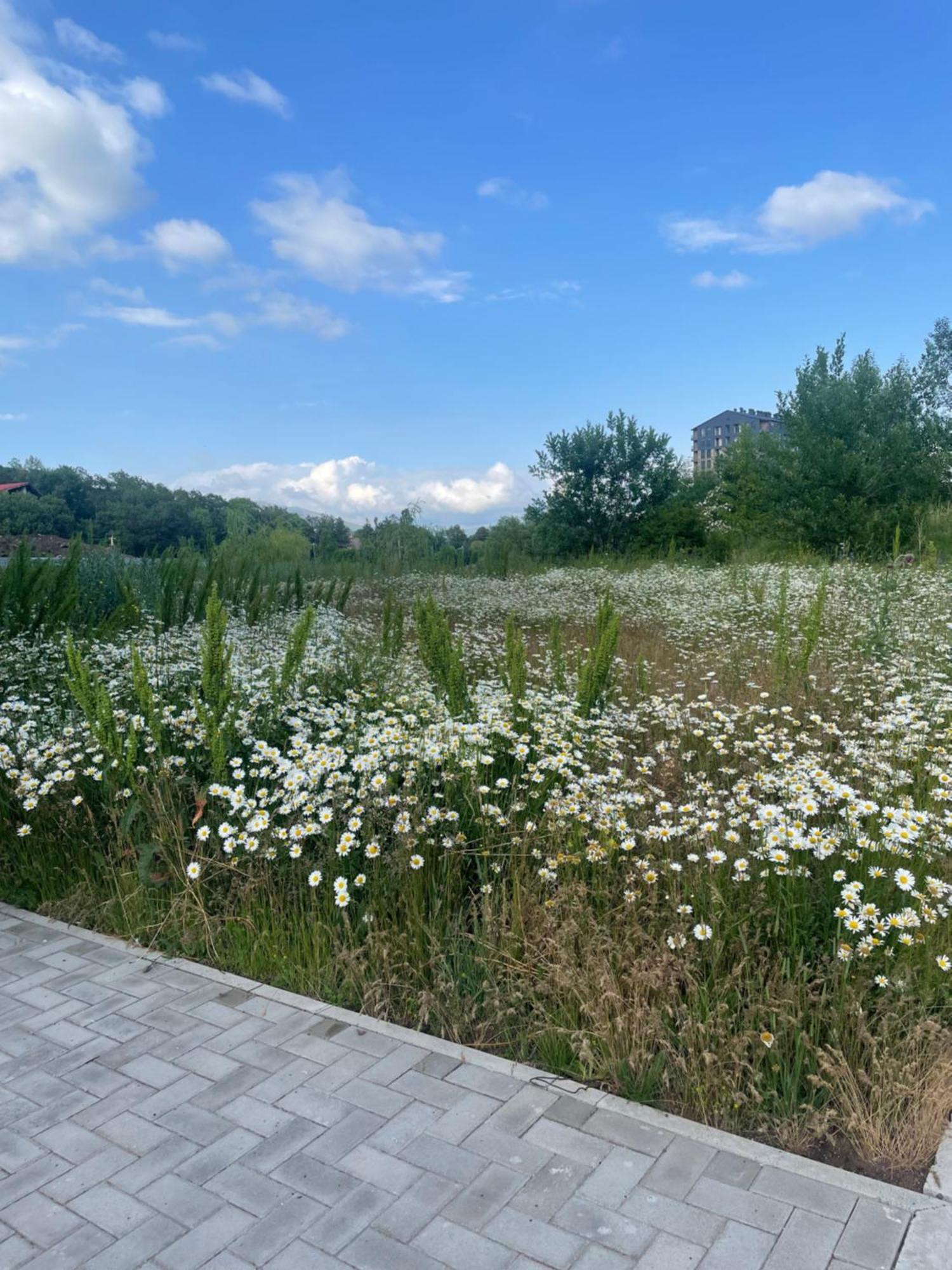Tsaghkadzor Alvina Complex Daire Dış mekan fotoğraf